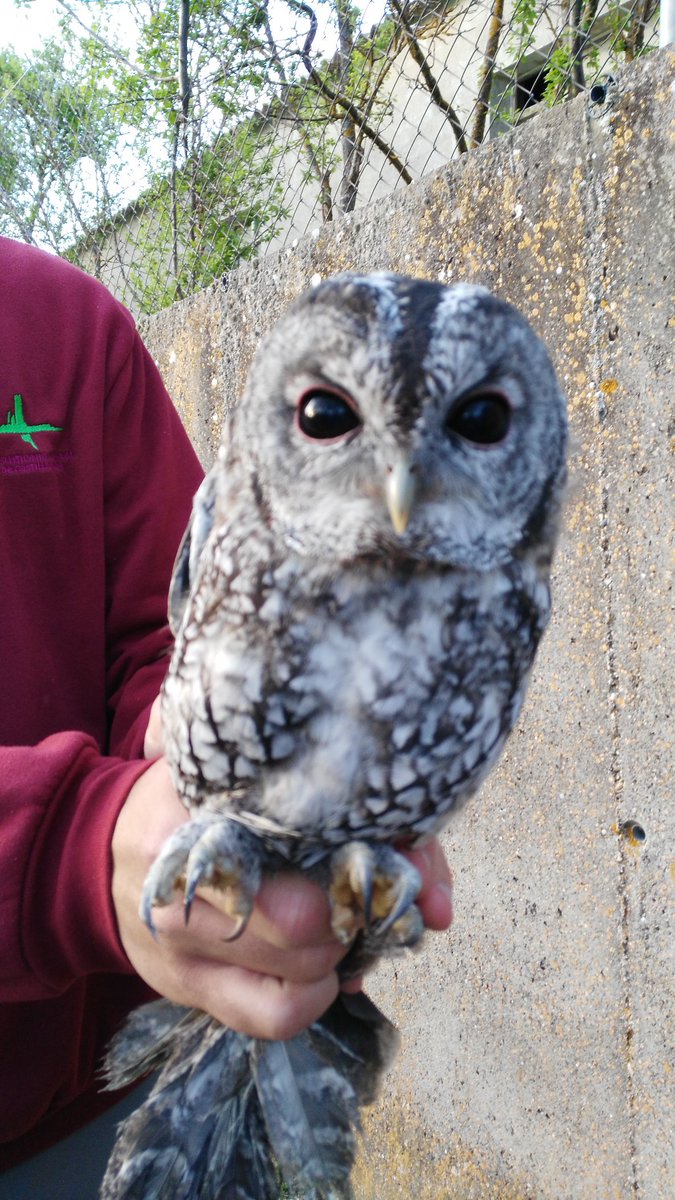 SantibanezZarza's tweet photo. Bonita y buena tarde con nuestros amigos de #Huerteco, y la suelta de aves rapaces, hoy ha tocado el cárabo. Esperando la siguiente!!! https://t.co/RkFattTpH9