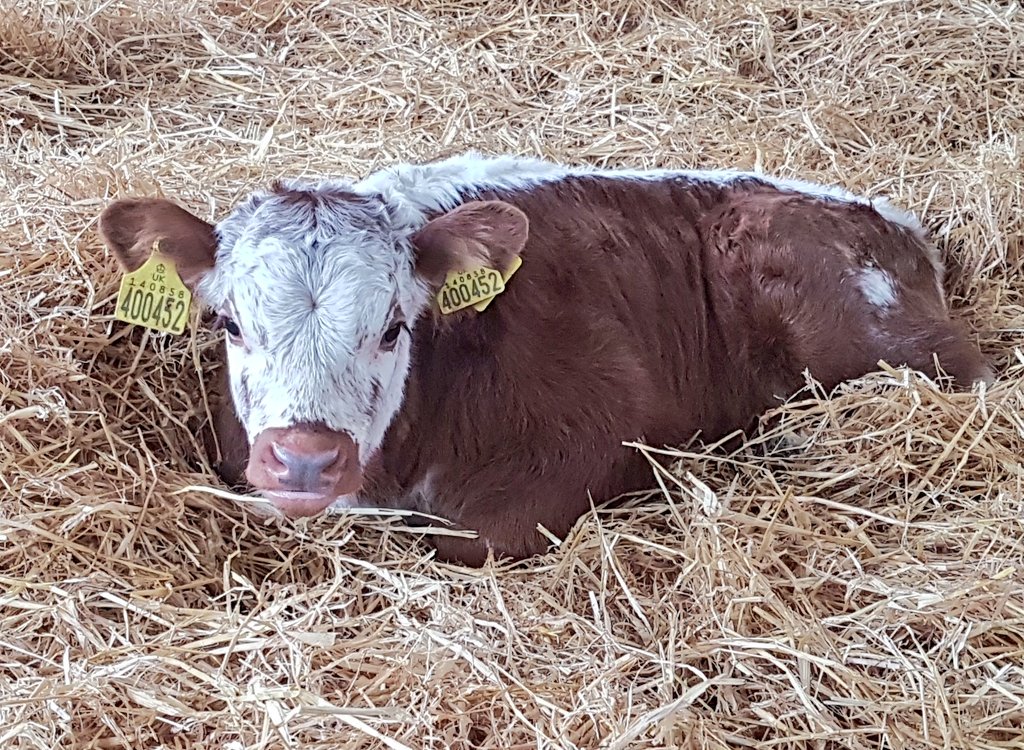 ChasSutcliffe's tweet image. A couple of calves caught my eye when I walked around this evening 👍🐂😃 #Tetfordlonghorns #calving17