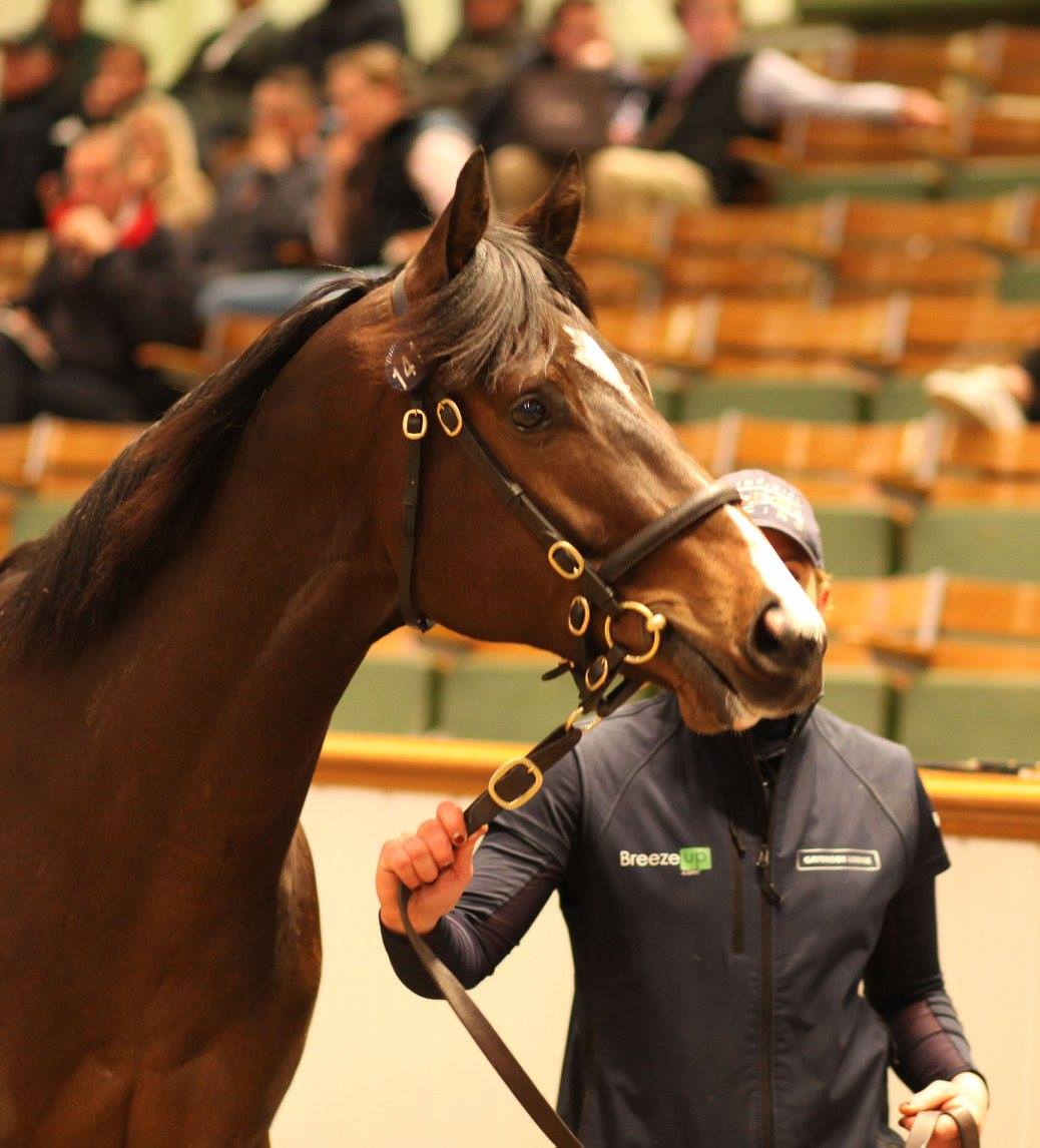 Lot 141: Scat Daddy (USA) / Gender Dance (USA) 
b,c. 675,000gns
Consignor: Gaybrook Lodge Stud
Purchaser: <a href="/dredvers/">David Redvers</a>