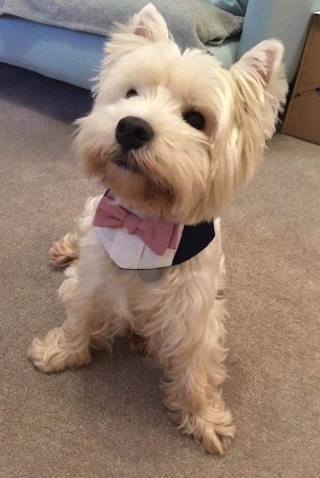 Include your dog in your wedding. Custom bowtie bandanas made in your choice of colours
giddingsgifts.com/product/dog-we…
#handmadehour #weddinghour