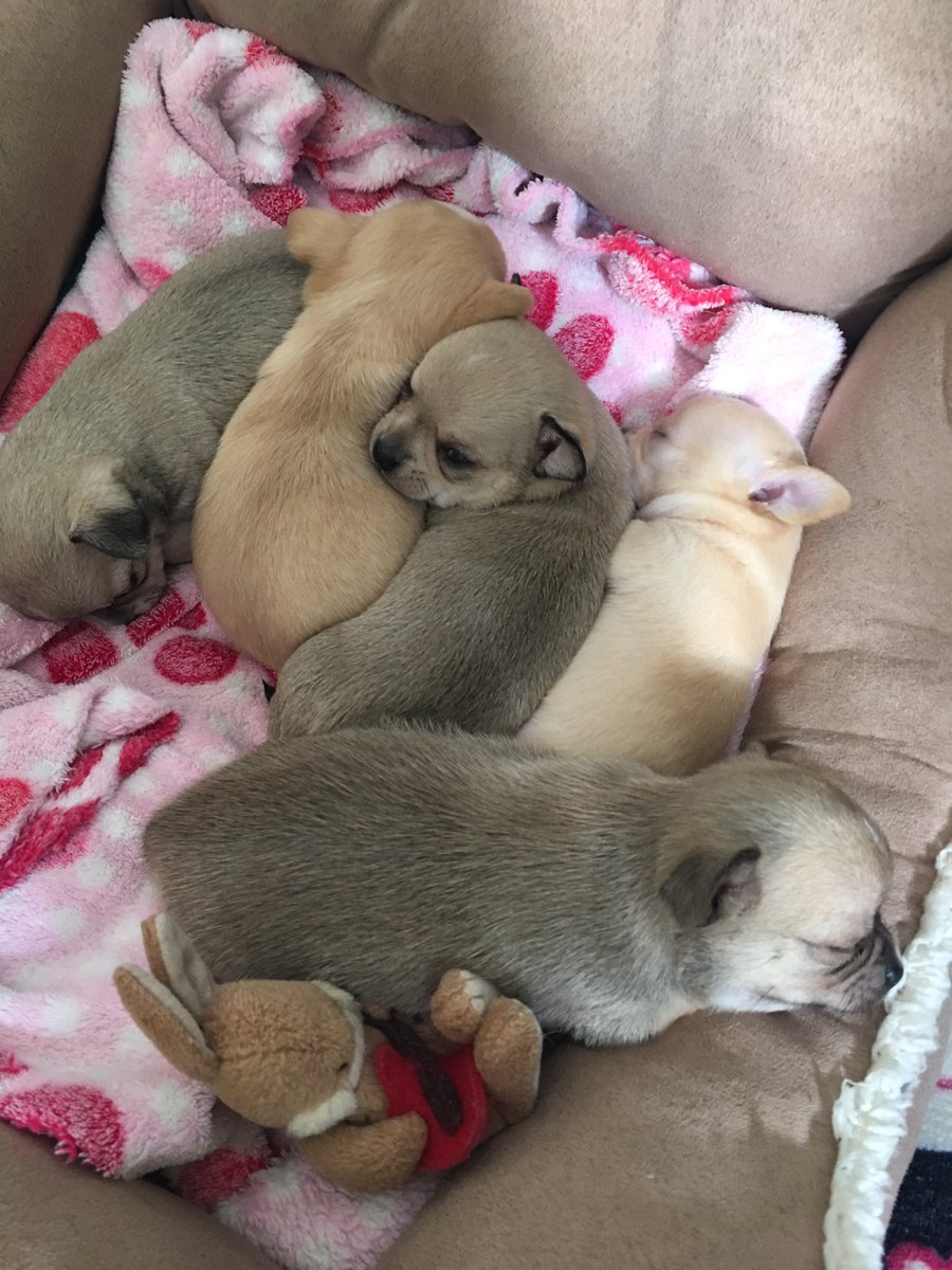 kipperchichi's tweet photo. @mecharliebrook #QVC  #diamonique lovely jewellery tonight pictures of 4week old chihuahua puppies to cheer you up https://t.co/FunGCZmmGl