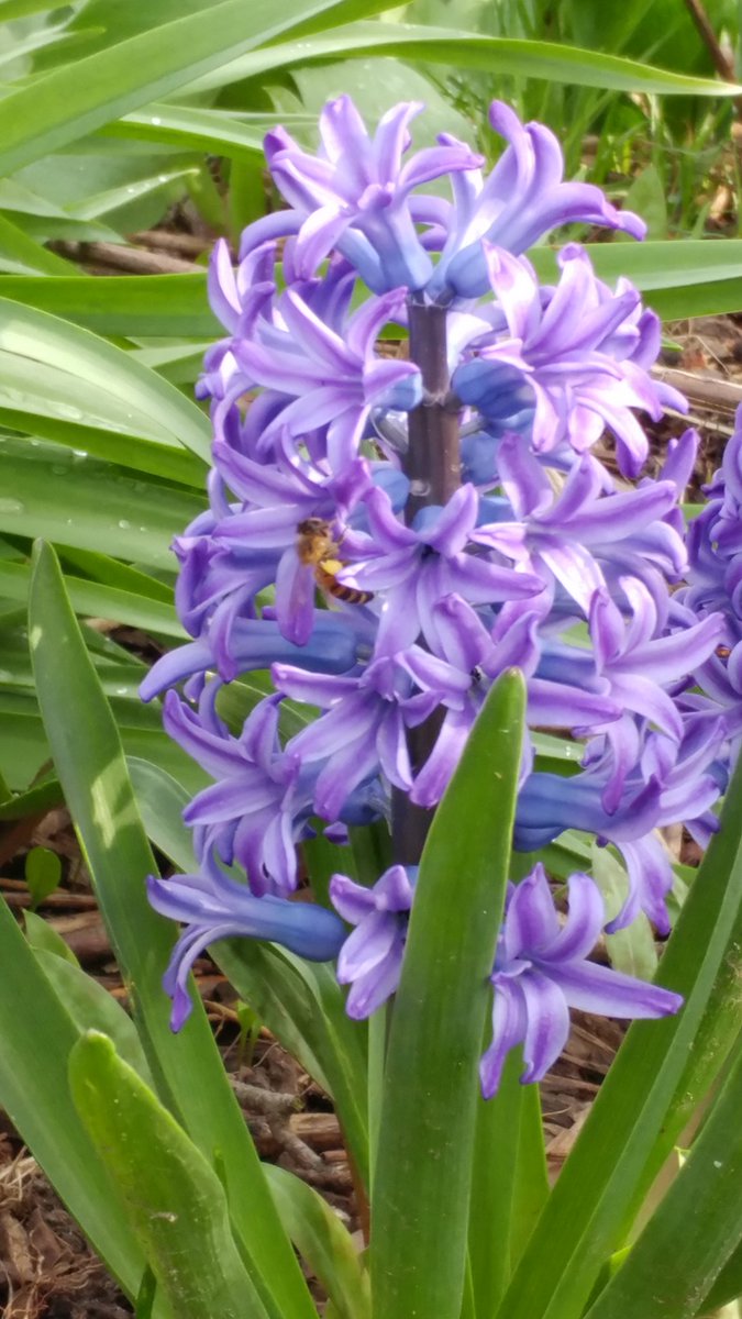 Look who likes the flowers too. #Honeybees #savethebees #FarmLife