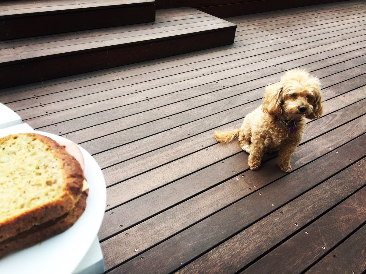 JohnBaremans's tweet photo. When it's #Lunchtime I always have company with #bearsum
#stopteasing #poodlelove https://t.co/QClTVvSyML
