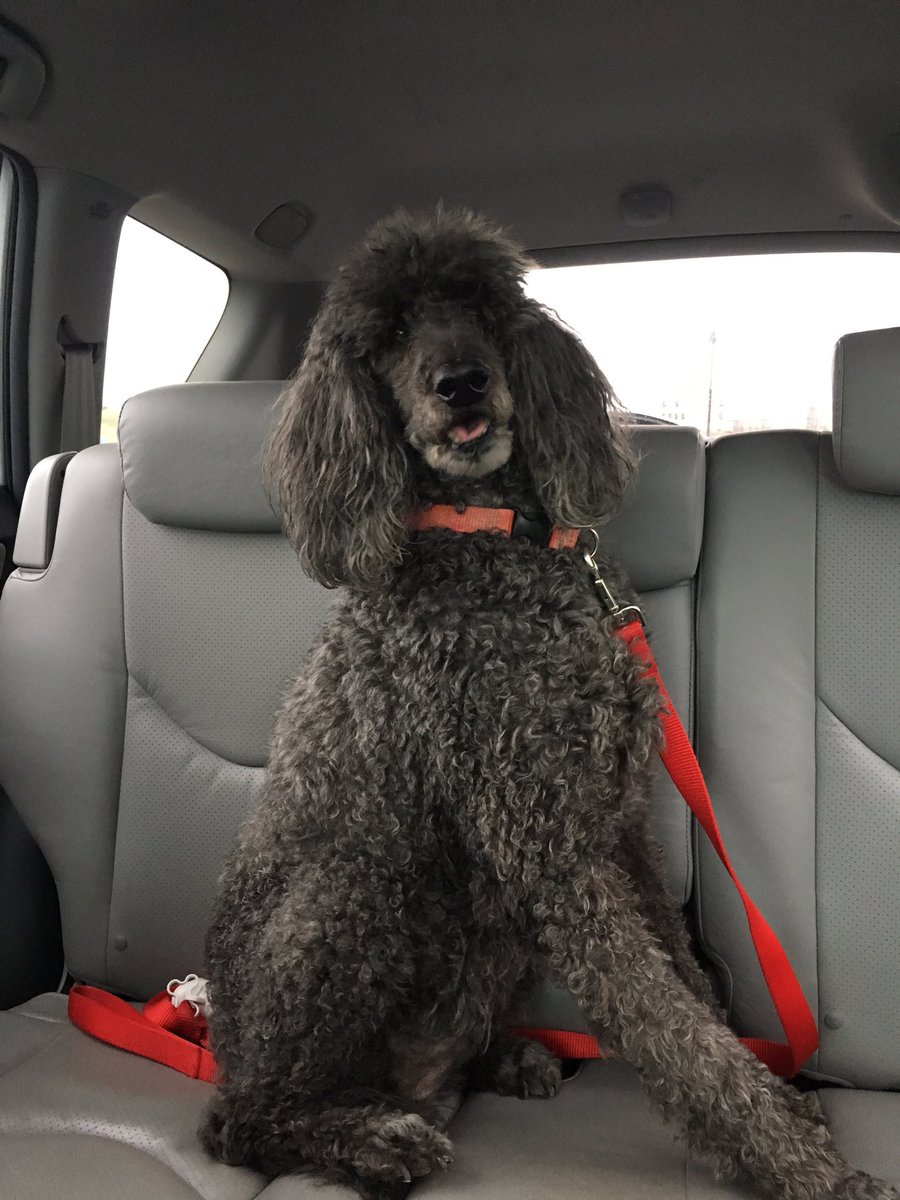 HotFlashFinds's tweet photo. My dog is loving, loyal &amp; my buddy@purina#🐩❤️#poodlelove https://t.co/YG91hUuXbH