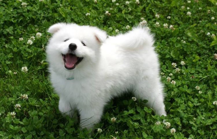 jewishuncle's tweet photo. @iluvdogs69  https://t.co/wKlz8buMgM