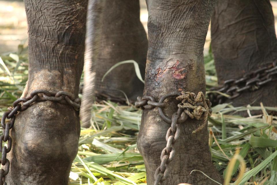 AmyRoseKathryn's tweet photo. Rescue Gajraj the Elephant From Torture at Indian Temple https://t.co/zqkiGccxBF https://t.co/ZeF9VLm0Ha