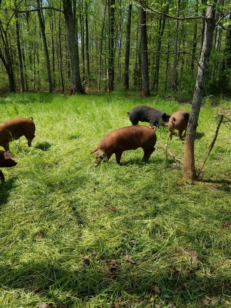 Just opened this field for our hogs, and they’re tearing up the greens!