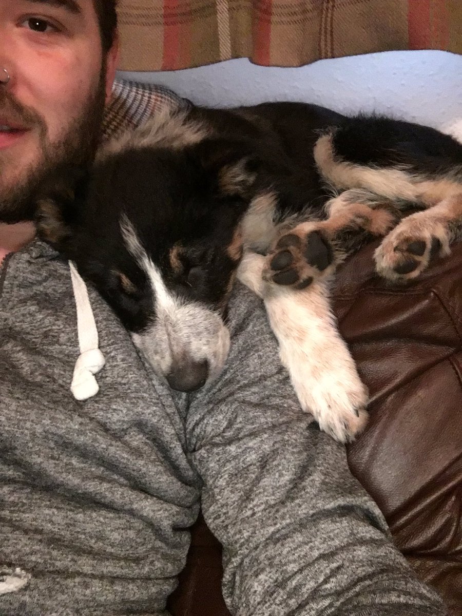 shepherdsgate0's tweet photo. #bestmates #colliepuppy https://t.co/o1CoOHKPvr