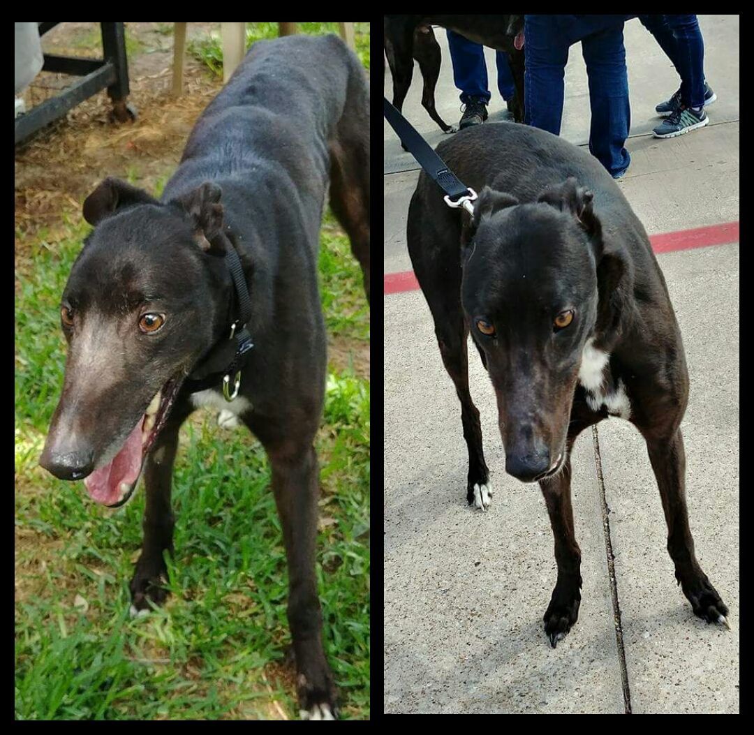🍀 Welcome to Bono and Blackie all the way from Ireland! Stay tuned for details on these boys! #irishgreyhounds