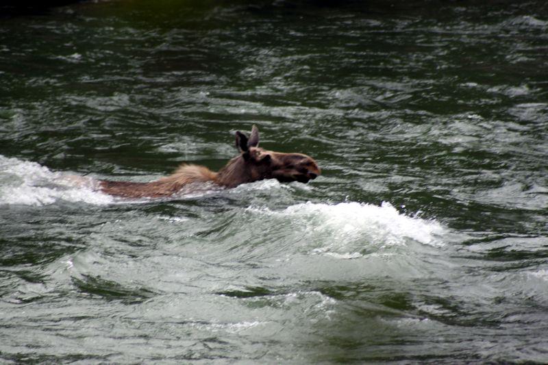 QuebecSporting's tweet image. My encounter on the St-Jean River- May
#gaspequebec #nature #moose #quebectourism #