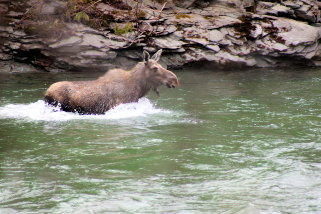 QuebecSporting's tweet image. My encounter on the St-Jean River- May
#gaspequebec #nature #moose #quebectourism #