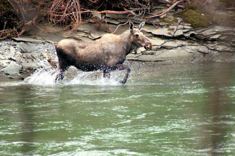 QuebecSporting's tweet image. My encounter on the St-Jean River- May
#gaspequebec #nature #moose #quebectourism #