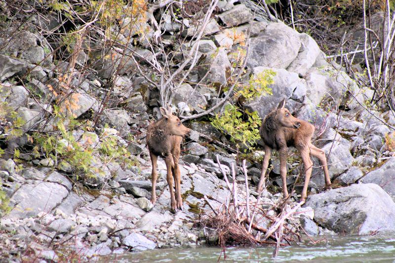 QuebecSporting's tweet image. My encounter on the St-Jean River- May
#gaspequebec #nature #moose #quebectourism #