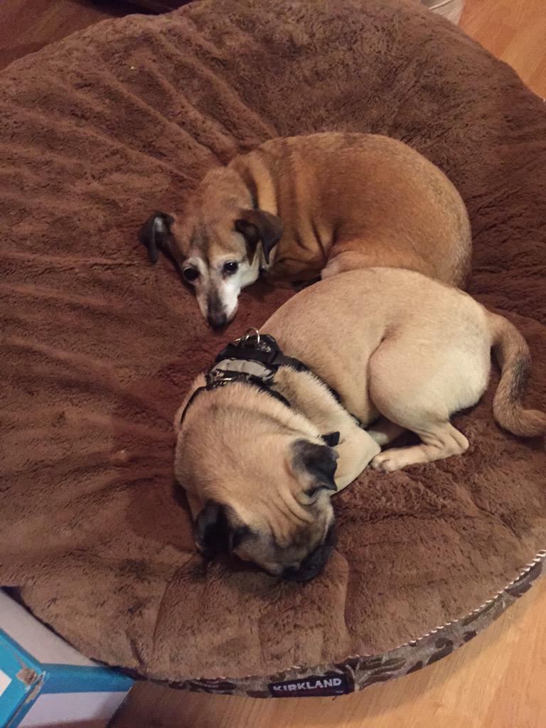 shitsnotsafe's tweet photo. Semi-live shot with sister #PiePup in Grandma's hobby room! #puglove #pugchat http://t.co/prSU4sewBO