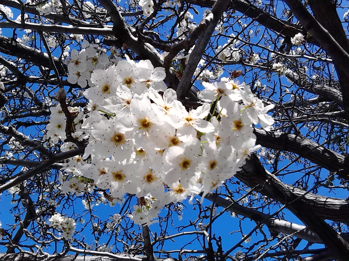 QianJean's tweet photo. Blossom baked in hot temp... http://t.co/5ICiHTTbhF