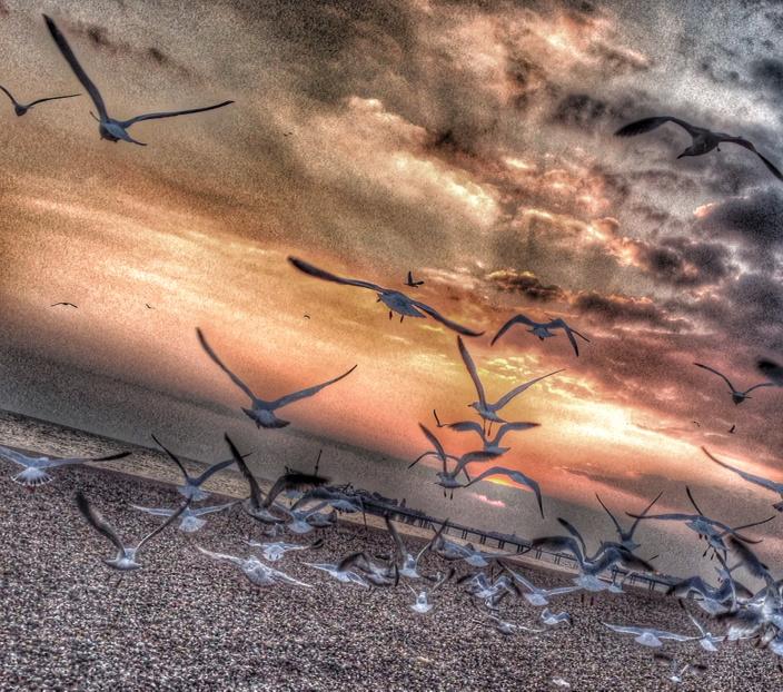 #Seagulls in #Brighton today @BrightonVisitor <a href="/brightonfringe/">Brighton Fringe</a>