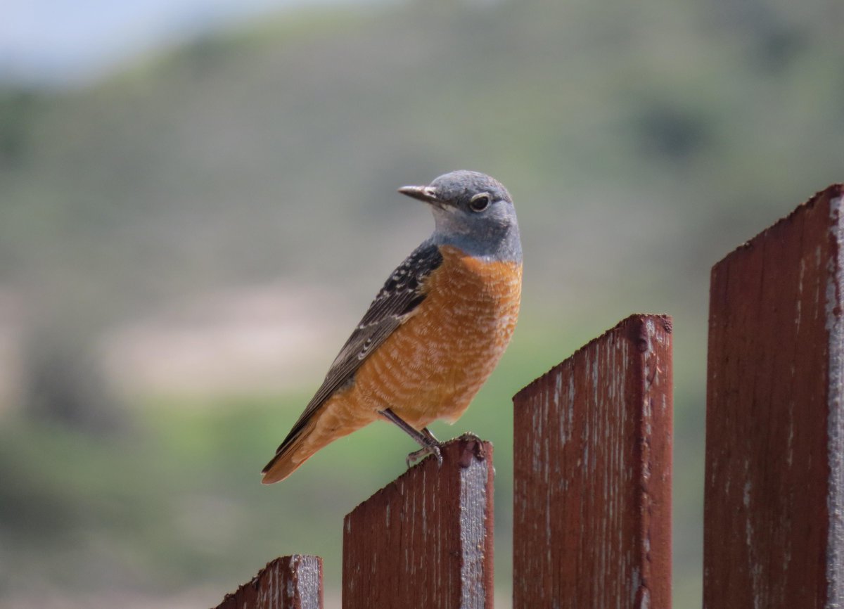 cyprustourism's tweet photo. Power to them @NaturallyCyprus #cyprusbirds @birdlifecyprus Rufous-tailed Rock Thrush - Pict. 19.03 @Hines1Peter http://t.co/u2pedNghMq