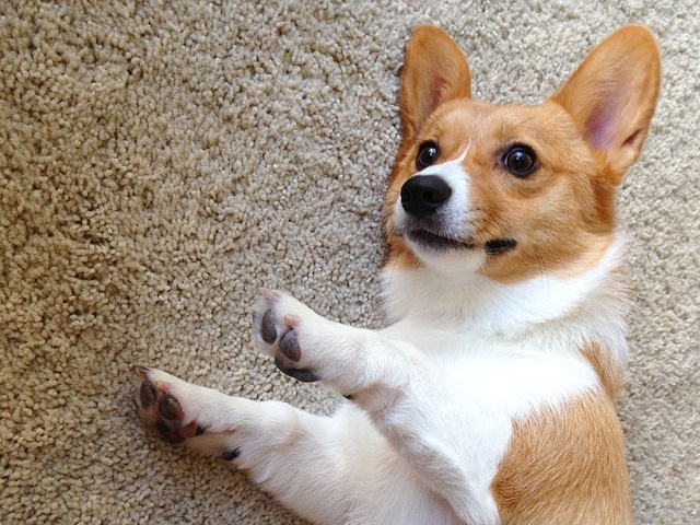 Petco's tweet photo. Get over here &amp; cuddle. (Pic: @sirithecorgi) http://t.co/69PPi2TFvL