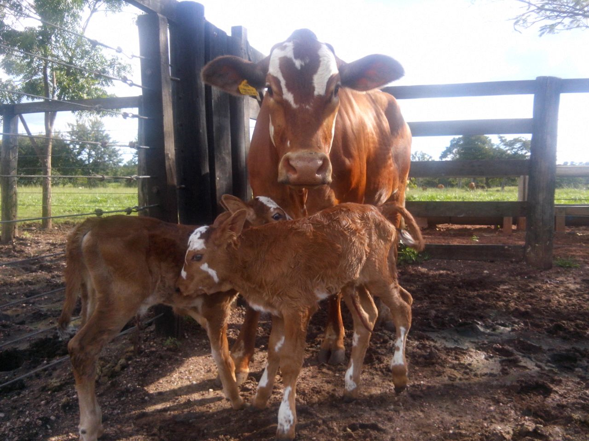 gugabianco's tweet photo. Vaca Simbrasil parida de gêmeas (2 feminhas lindas). #Simbrah #Simbrasil http://t.co/eECMRp9iGd