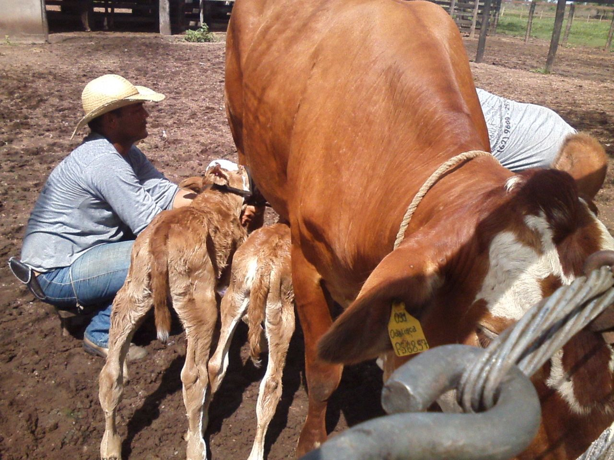 gugabianco's tweet photo. Vaca Simbrasil parida de gêmeas (2 feminhas lindas). #Simbrah #Simbrasil http://t.co/eECMRp9iGd