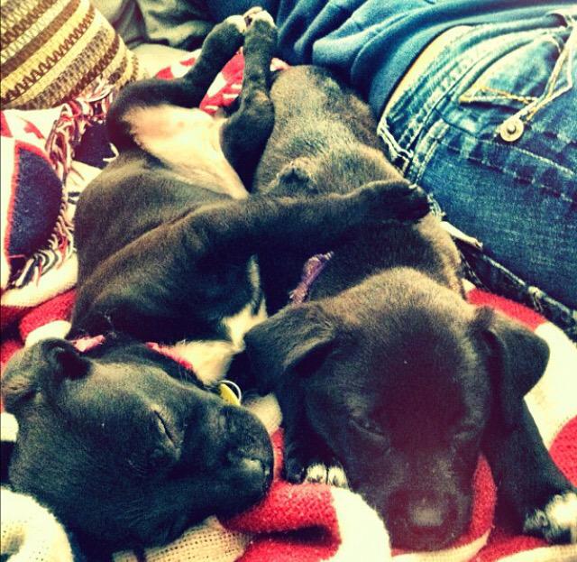 riaroseAlbright's tweet photo. #NationalPuppyDay  😭😭😭😭 http://t.co/67XLjCdgzI