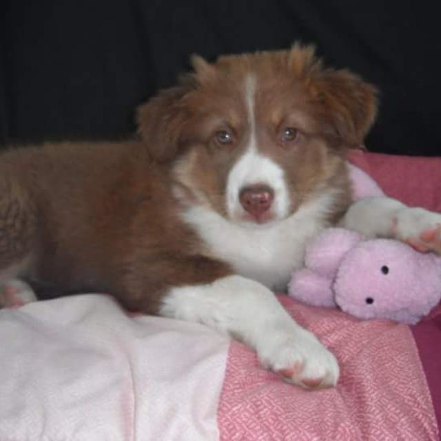 #NationalPuppyDay ! Everyday is puppy day! Can anyone guess who's  puppies these are?!