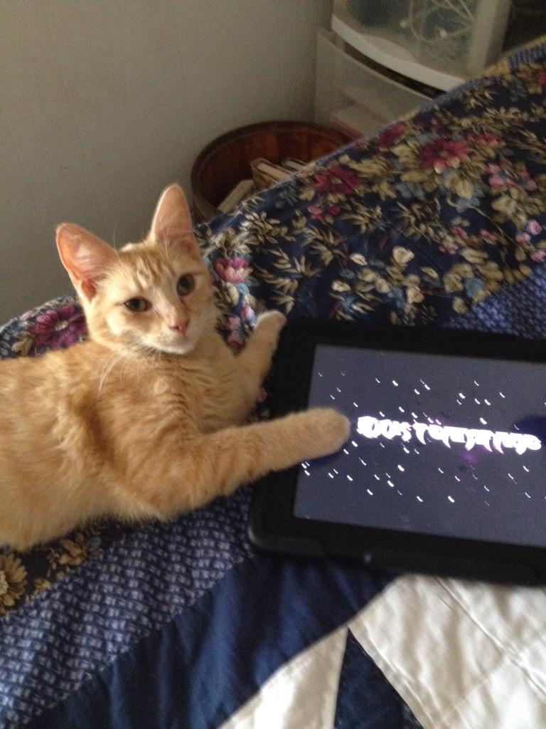 Flowinator's tweet image. caught my cat watching the @RedReserve 100k teamtage.. what should i do?