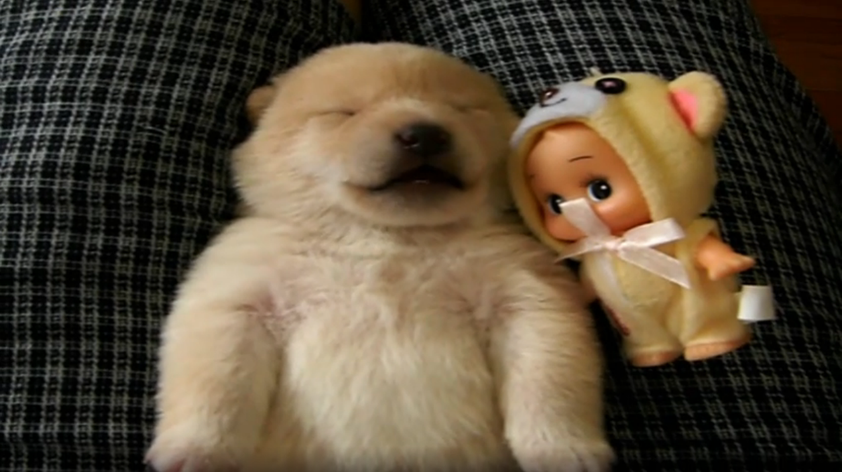 AnimalPlanet tweet picture