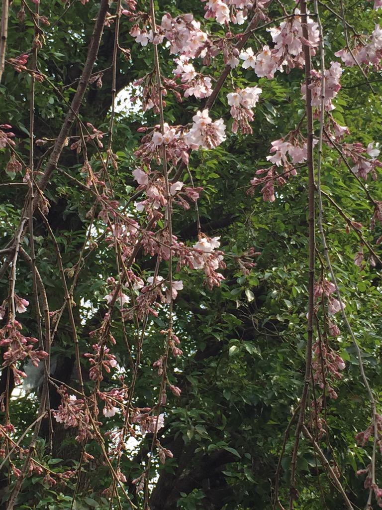 haduki_yeyue's tweet photo. おはようございます！浦和の玉蔵院のしだれ桜、咲き始めました〜！！ http://t.co/hrRjuNII54