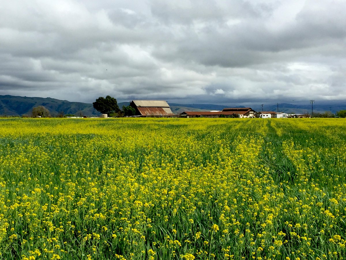 Dina Ciraulo tweet media