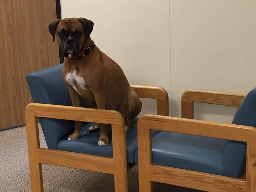 BjoandGus's tweet image. Can't get down #boxerdogs #doglovers