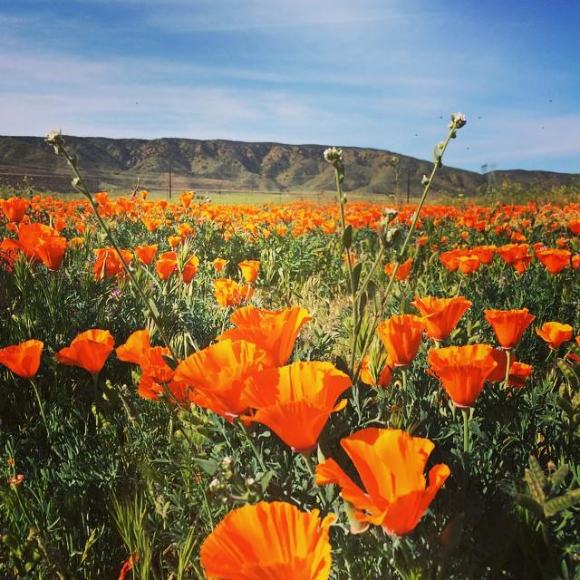 TravelProducer's tweet photo. Love the poppy fields in Lancaster, California in spring! Beautiful! #BestSpringTrips #VisitLancaster #OnlyInTheAV http://t.co/9TZeeikfPh