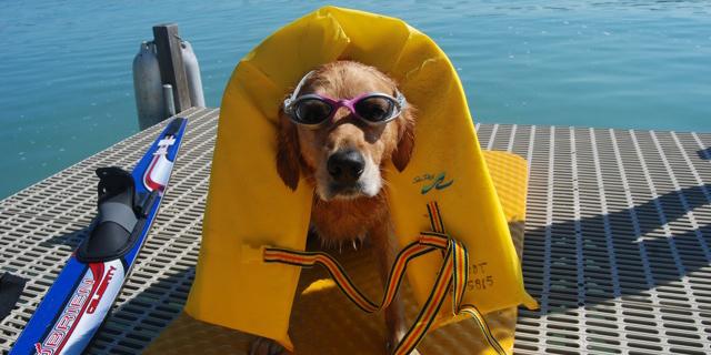 Bring on summer! Happy #NationalPuppyDay 
#WalloonLake #summer
