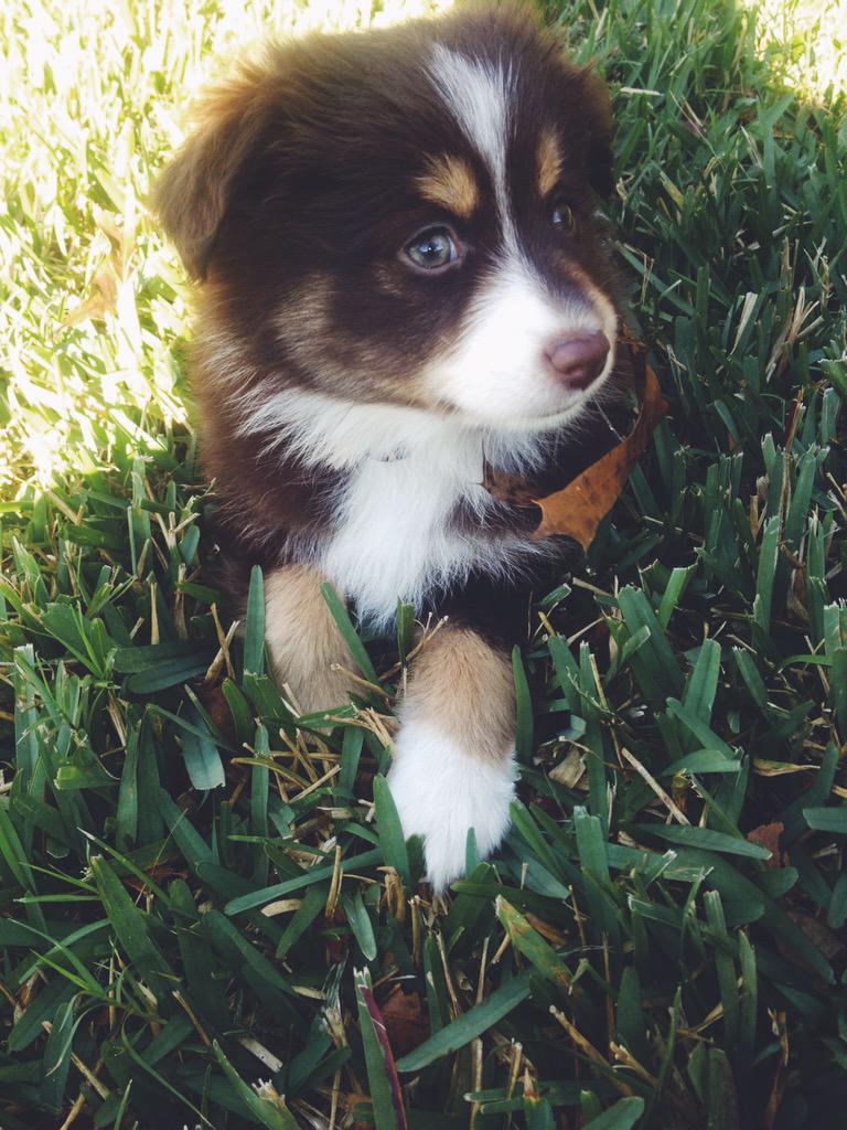 Genesissxoxo's tweet image. #NationalPuppyDay my babies 💗