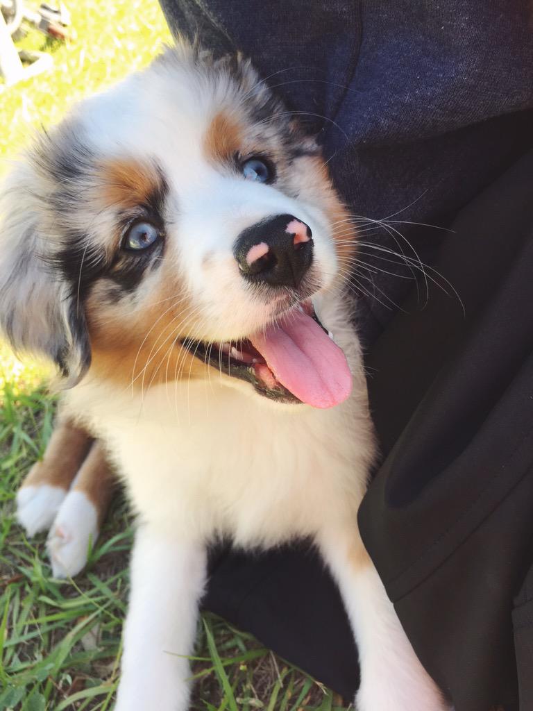 Genesissxoxo's tweet image. #NationalPuppyDay my babies 💗