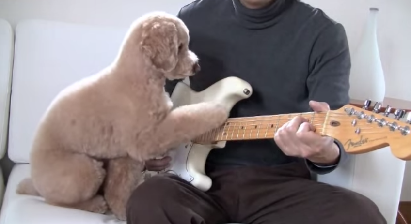Fender's tweet photo. Happy #NationalPuppyDay! This guitar playing #dog totally made our day:   http://t.co/0V9roMdWoH http://t.co/siN6pNaslh