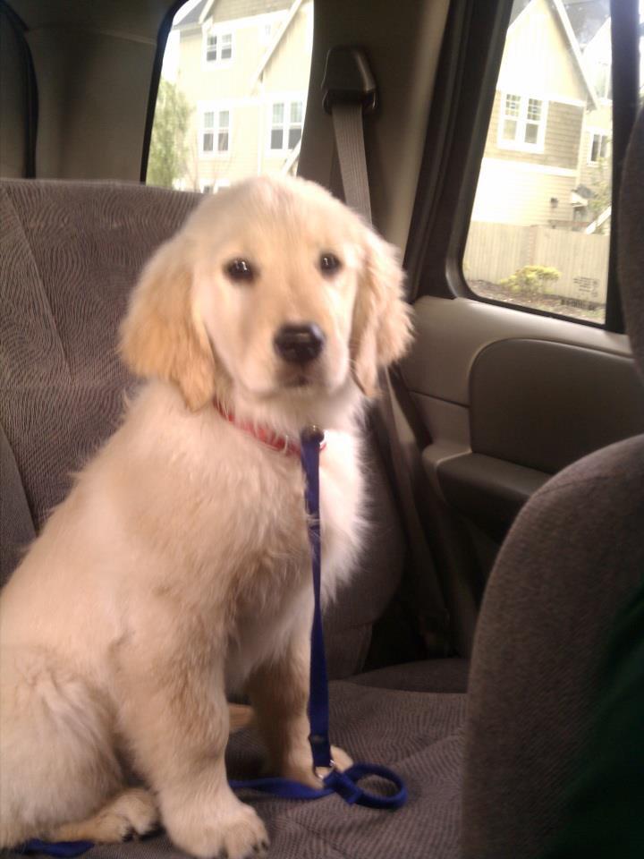 Megsuwanna's tweet photo. Happy National Puppy Day to my best gal #NationalPuppyDay #goldens #furrykids http://t.co/zpYLlVb0Sz