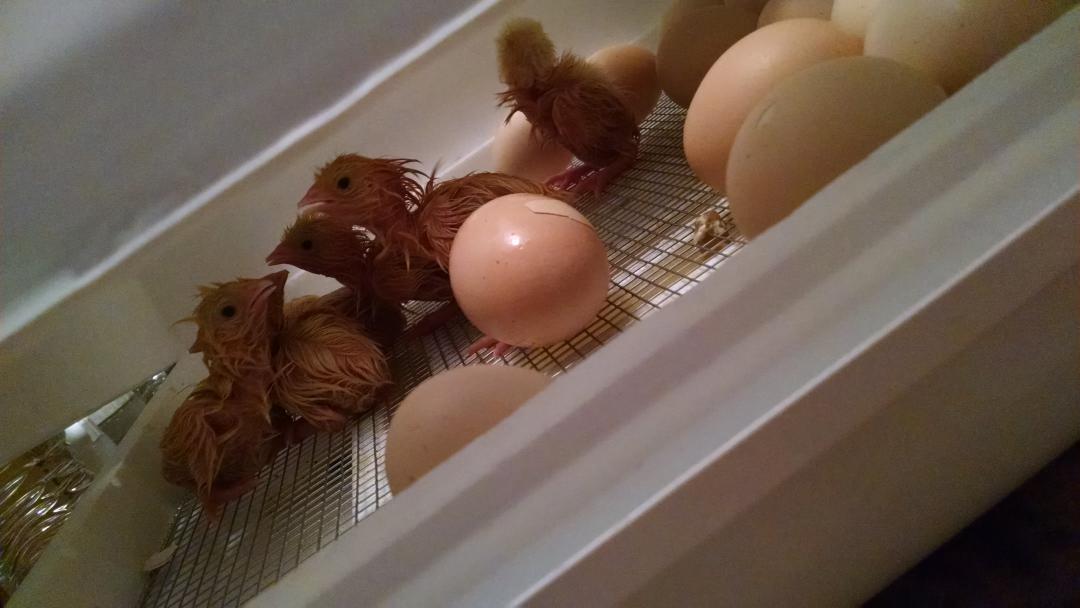 NERMSFFA's tweet photo. We have happy chicks!! Still have a few more to hatch! http://t.co/C9ZIJ0cqow