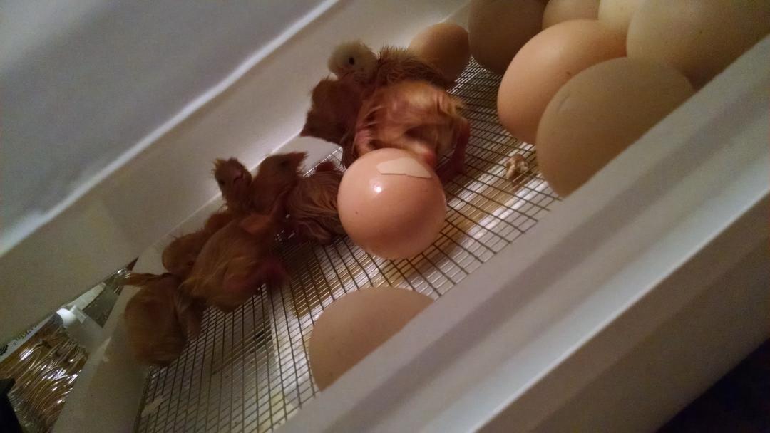 NERMSFFA's tweet photo. We have happy chicks!! Still have a few more to hatch! http://t.co/C9ZIJ0cqow