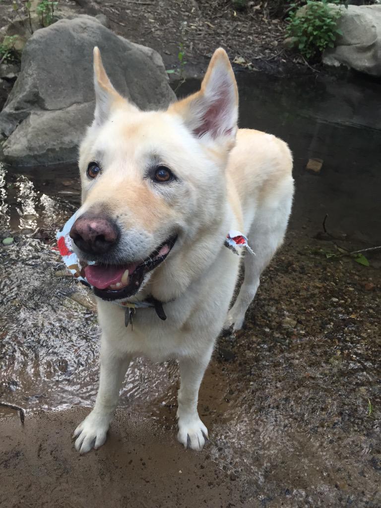 richeisen's tweet photo. Happy #NationalPuppyDay -- Hudson is now 11 and the delight of our family! Rescue today! https://t.co/WlJM5xvB9Z http://t.co/9wpdGzs8o5