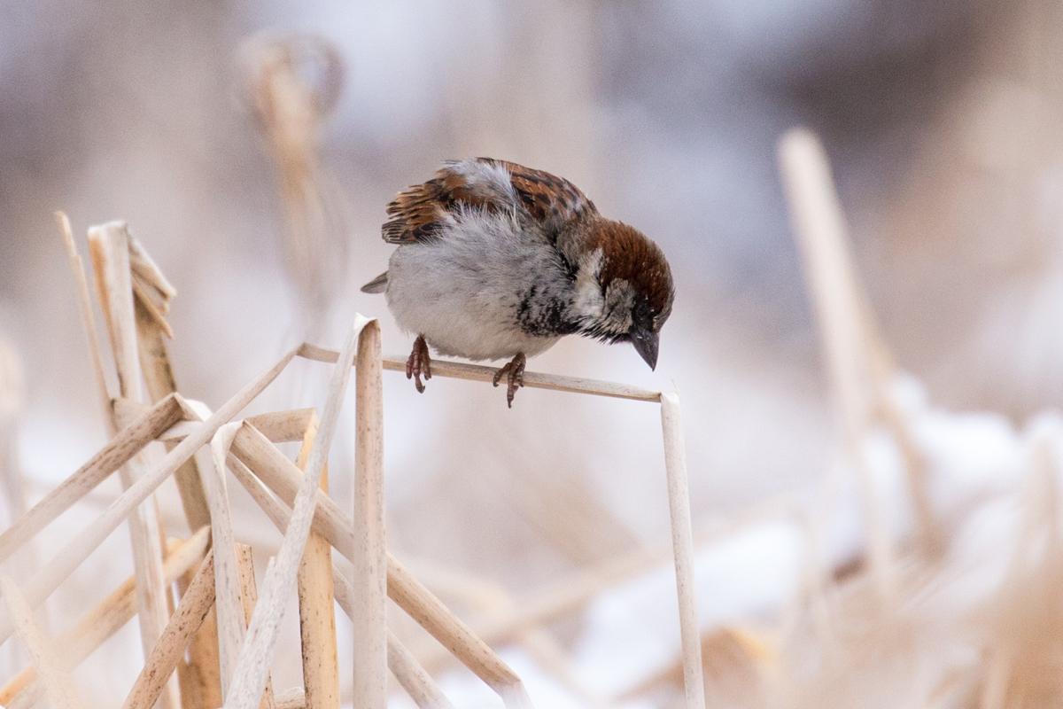 andyrathbun's tweet image. Birds doing their thing today at Wood Lake Nature Center despite the snow #stillspring