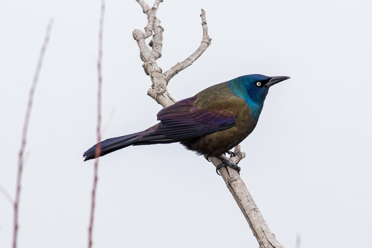andyrathbun's tweet image. Birds doing their thing today at Wood Lake Nature Center despite the snow #stillspring