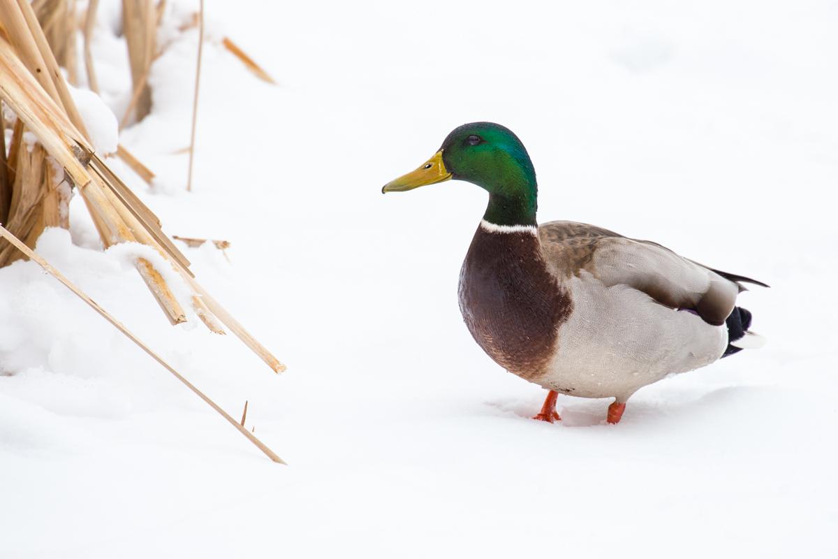 andyrathbun's tweet image. Birds doing their thing today at Wood Lake Nature Center despite the snow #stillspring