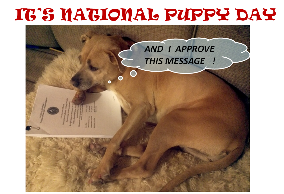 olga_lavrova's tweet photo. Getting help writing proposals from my #puppy! She approves my proposal!  #NationalPuppyDay #IShouldBeWriting http://t.co/BeqNSjy93k
