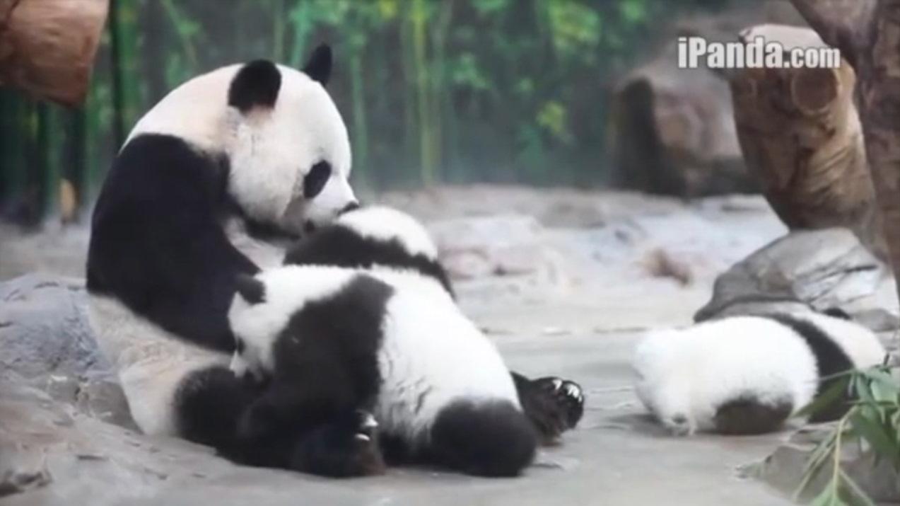 Good Morning America on Twitter "Pandamonium! These panda cub triplets