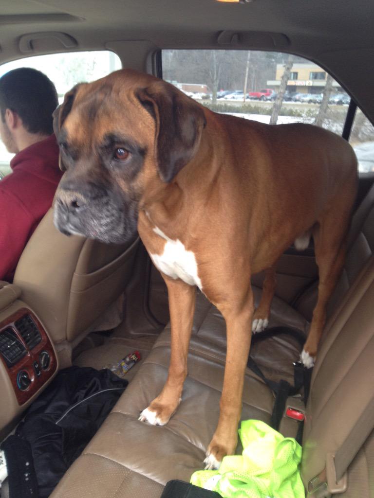 bbells9's tweet photo. #HappyNationalPuppyDay to my best friend who is no longer with us๐ถ๐ผ #hewasperfect #ripRocky http://t.co/X4D8H3qXuO