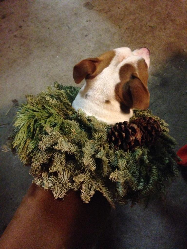 madilanenix's tweet photo. One time I walked into the garage and this is what I saw. Dogs can get festive too. #HappyInternationalPuppyDay http://t.co/SJlXUvl9UV