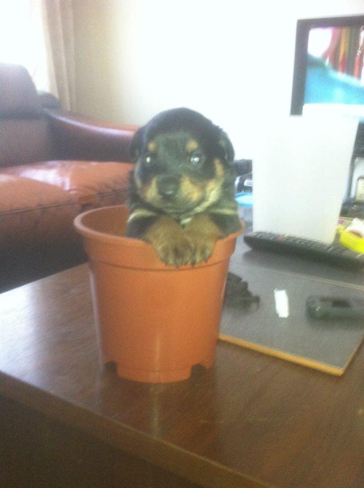 Best friend ever! #NationalPuppyDay