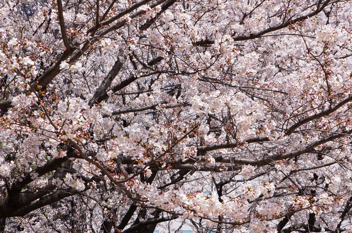 トイザらス公式 昨夜 東京都内を歩いていると桜が開花しているところもありました いよいよ お花見楽しみですよね 今年の花見特集ページは Http T Co 10tiwrs1zz 桜 花見 春 Http T Co J5oiglmsma