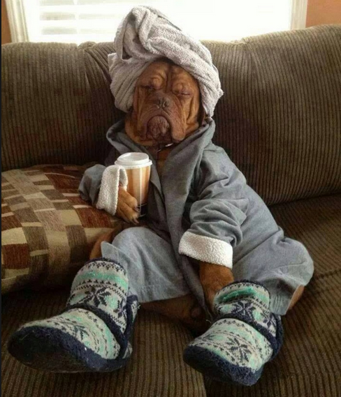 momspennies's tweet image. The best part of waking up is coffee with your pup!